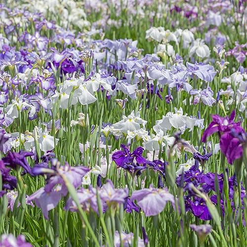 Bulbi di iris perenni resistenti, esotiche decorazione del balcone esterni 12pcs