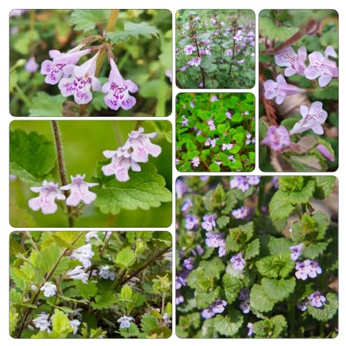 semi di edera terrestre giardino roccioso balcone, varietà antiche rialzata per interno copertura del terreno 500pcs