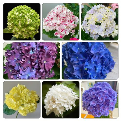 Semillas de hortensia de interior trepadoras jardín rocas raras decoración la sala estar cama elevada balcón invernadero resistentes en en la 250pcs