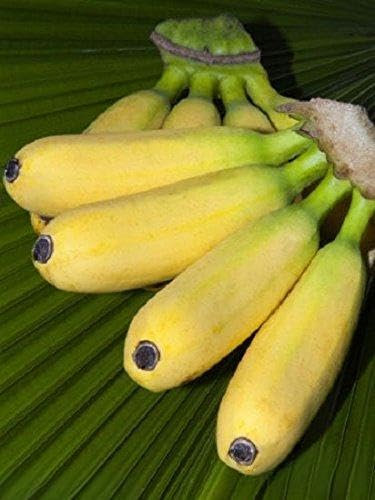 10 X MUSA BALBISIANA EDIBILE Banana Plant Tropical Seeds Frost Hardy by Pretty Wild Seeds