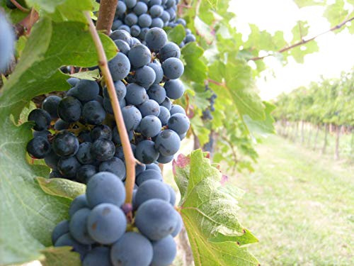 AMDGarden Pianta di Uva Vite Innestata da Tavola Fragola Nera Isabella Nera in Vaso 18 cm Rampicante per Esterno