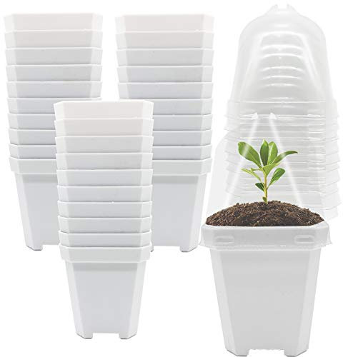 LILA STAR 1N 30 st plantor barnkammare krukor med fuktighet kupol-trädgårdsskötsel krukor små fyrkantiga planteringsbehållare koppar för suckulenter plantor klippningar transplantering (30 st.–S)
