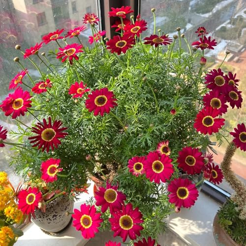 Semi di Argyranthemum frutescens, margherita semi di crisantemo rare perenni 550pcs