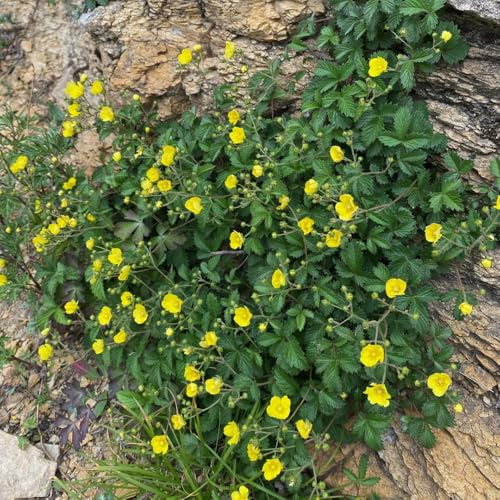 semi biologici di d'oca - giardino, resistenti, per balcone, biologici da esterno, 20pcs