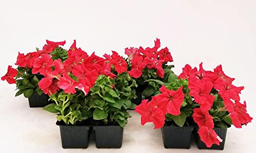 POWERS TO FLOWERS - CALIBRACHOA, PETUNIA, POTUNIA, SURFINIA ROSSA, 16 PIANTE, piante vere