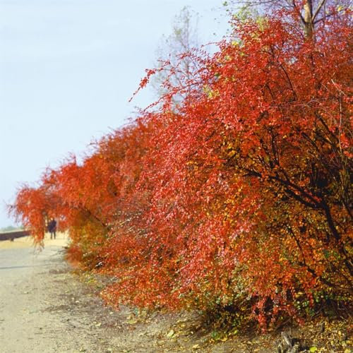 Cotoneaster acutifolius 100–125 cm – Winterhart, Mehrjährig, Pflegeleicht – Schmalblättrige Zwergmispel – Heckenpflanze für Garten & Sichtschutz