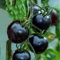 100 Semillas de Tomate Black Cherry – Semillas de Tomat e Heirloom No Transgénicas – Semilla de Tomate para Cultivar en Huertos y Jardines (Schwarz)