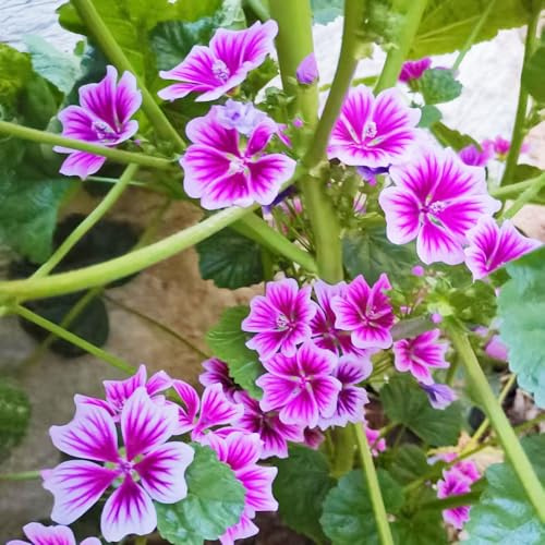 semillas de malva perenne resistente - cobertura del suelo balcones 200pcs