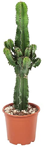 Plant in a Box - Euphorbia Ingens - Kandelaber-Euphorbie - Kaktus - Topf 17cm - Höhe 50-60cm