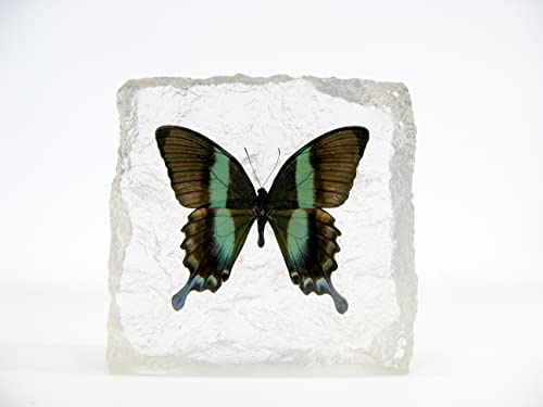 Echter wunderschöner Briefbeschwerer mit sorgfältig präparierten Schmetterling (Papilio Blumei) in Kunstharz gegossen. Größe 14x14x4cm, 732Gr Gewicht