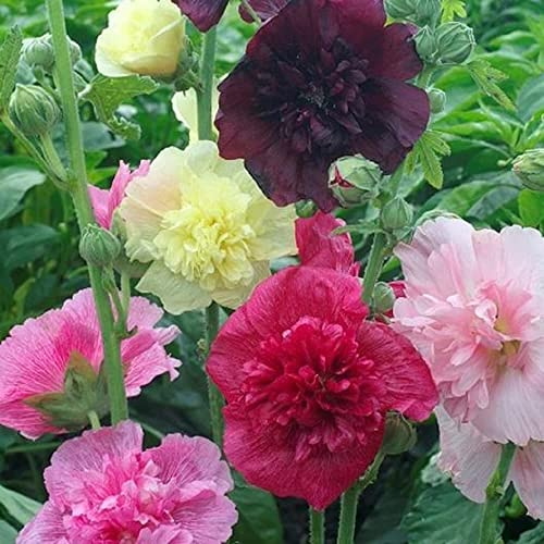 Hollyhock Majorette Double Mixed Heirloom Dwarf Pure Non-GMO Seed 50 Seeds - Heirloom Seeds for Planting Alcea rosea - Mixed Biennial Flower That Attracts Pollinators to The Garden