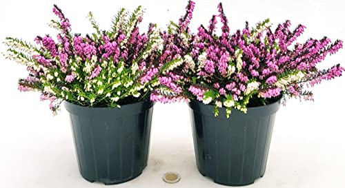 POWERS TO FLOWERS - ERICA CARNEA DARLEYENSIS BICOLOR, 2 PIANTE, VASO 12CM DIAMETRO, piante vere