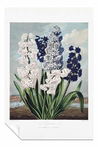 Panther Print Poster Hyazinthen aus dem Tempel der Flora, ungerahmt, Bilder für Wände, Schlafzimmer, Wohnzimmer und Badezimmer, 61 x 41 cm