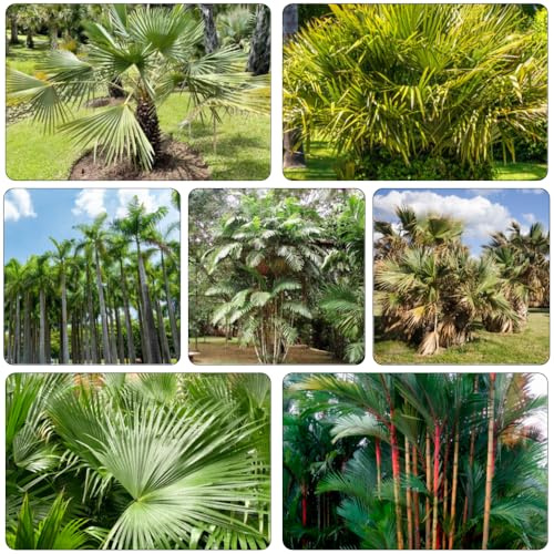 Palmensamen hochbeete für garten kräutersamen zimmerpflanze winterharte kübelpflanzen wildkräuter hängepflanzen winterhart mehrjährig bonsaibaum balkon garten gartenpflanzen baumsamen 45samen