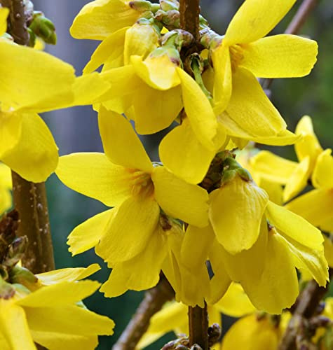 Forsythie Goldrausch 40-60cm - Forsythia Goldrausch - lebende Gartenpflanze aus den Baumschulen