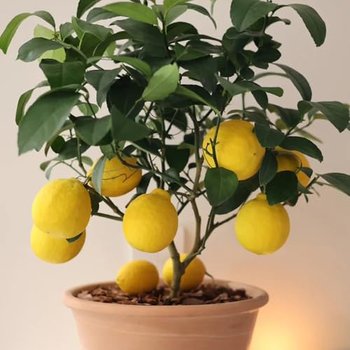 semillas de limonero, limón, regalos jardín Citrus limon, comprar columnares Las 200pcs