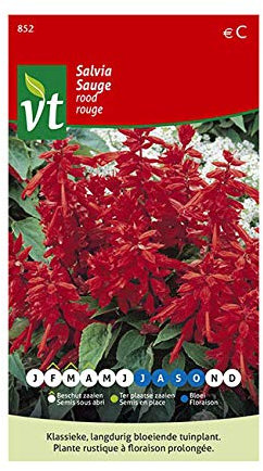 Red Sage Seeds - Hardy Plant