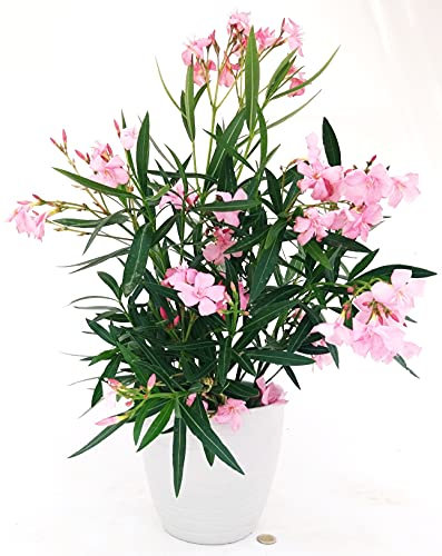 POWERS TO FLOWERS - OLEANDRO ROSA CHIARO DECO A RIGHE BIANCO, 1 PIANTA, vaso 15cm, pianta vera