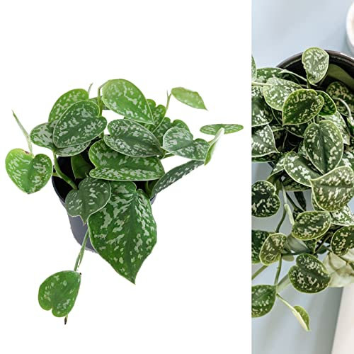 Scindapsus pictus ‘Argyraeus’ - Satin Pothos Indoor Plant in 12cm Pot - Silvery Toned Foliage (1 Plant)
