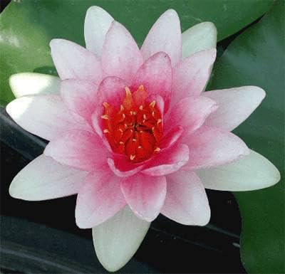 Ninfea 'Fabiola' – Pianta Acquatica Viva a Radice Nuda Fiore Rosa Delicato – Ideale per Laghetti, Vasche e Stagni – Fioritura Estiva Prolungata – Coltivata in Italia