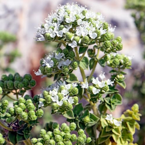 Semillas de mejorana perenne resistente, origanum majorana, productos sustentables balcón de la cama 50pcs