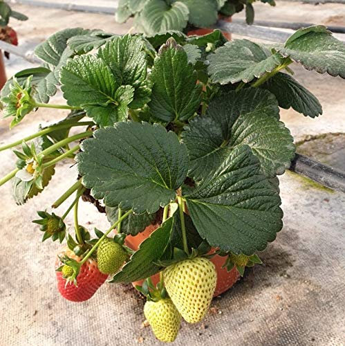 Fresa planta - PACK 4 unid. - maceta 14cm. - altura aprox. 20cm. - planta viva - (envíos solo a península)
