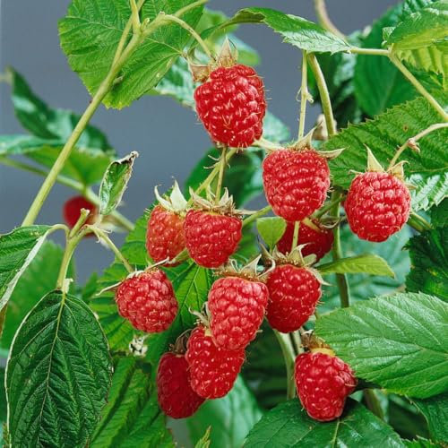 Herbsthimbeeren 'Heritage', Topf je 2 Liter, 4 Pflanzen