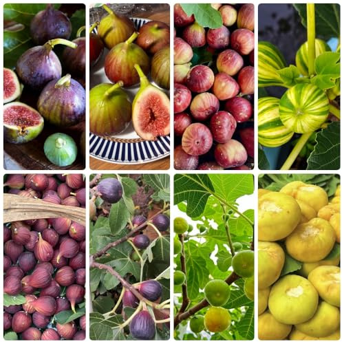 semi di fico, Le perenni sono Ficus carica, resistenti per il giardino Gli da frutto nani sono resistenti da balcone 150pcs