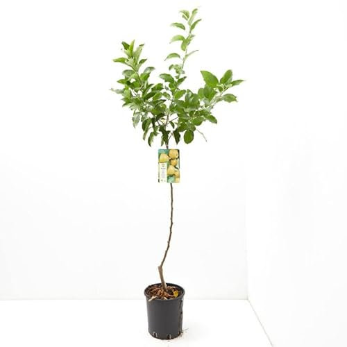 Manzano Natural Árbol Frutal de Malus Domestica