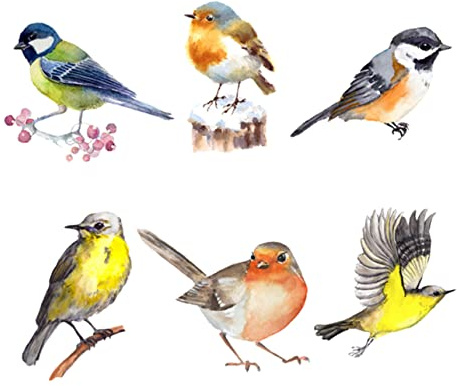 UKCOCO Pegatinas Anticolisión para Ventanas con Diseño Estático Protección para Aves Puertas y Cristales Decorativo sin Adhesivo para Evitar Choques de Pájaros