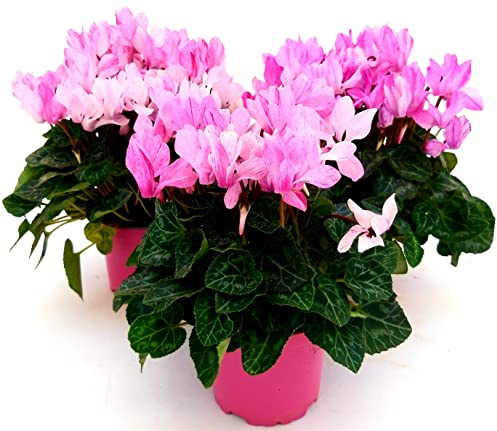 POWERS TO FLOWERS - CICLAMINO PICASSO, 3 PIANTE, VASO 12CM, piante vere