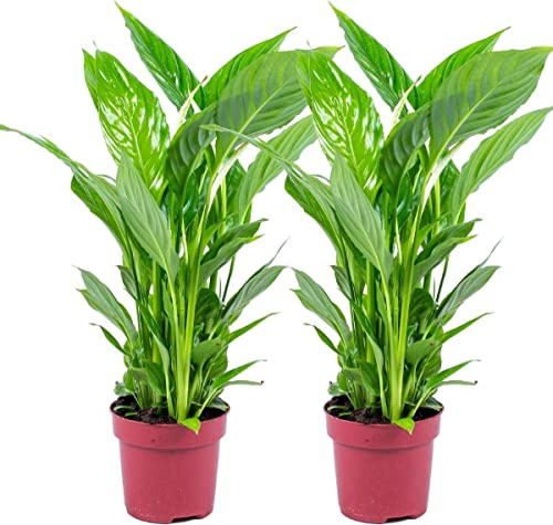 DECOALIVE Duo de Spathiphyllum Alana Plantas Naturales para Decorar el Hogar Lirios de la Paz