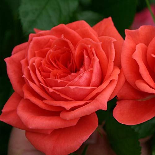 Heirloom Roses Rose Plant - Veranda® Jolie Red Rose Bush, Floribunda Live Plant for Planting Outdoors