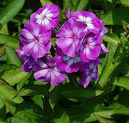 Hohe Flammenblume Wilhem Kesselring - Phlox Paniculata - lebende Gartenpflanze aus den Baumschulen
