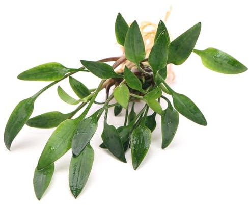 K2AQUA Cryptocoryne Lutea Live Aquarium Plant Compact Hardy Olive Green Leaves Easy Care Low Light Low Maintenance Foreground Midground Freshwater Tank Natural Decoration