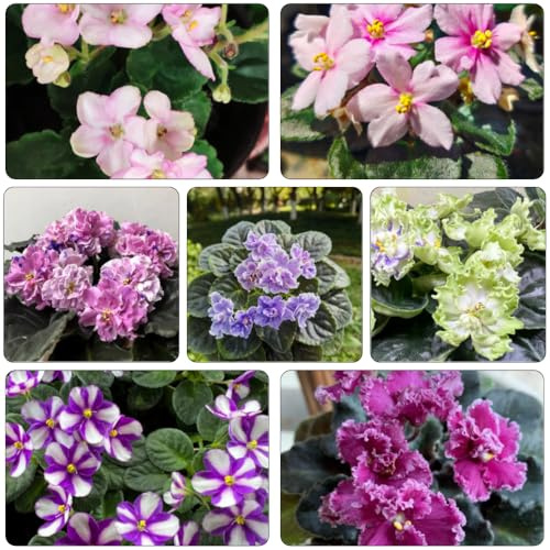 usambaraveilchen blumensaat blumendeko bonsai topf dachbegrünung blumengarten blumensamen pflanzensamen zimmerpflanzen balkongewächshäuser schnittblumen veilchen balkon deko 150samen
