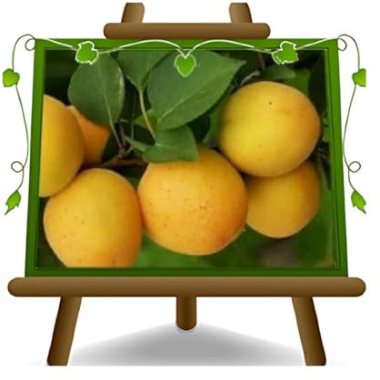 Aprikose Ninfa auf Blumentopf 20 Obstpflanze selbstfruchtbaren Baum max 170 cm -2 Jahre Anbau Italien
