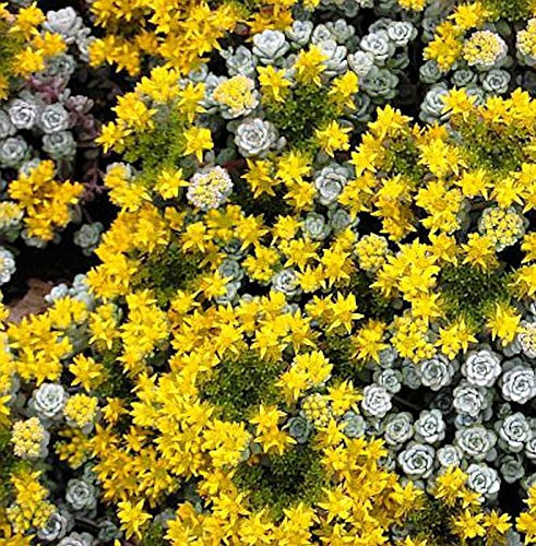 Fetthenne Cape Blanco - Sedum spathulifolium