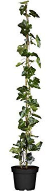 Hedera helix 60–100 cm – Immergrün, Winterhart & Pflegeleicht – Gemeiner Efeu – Kletterpflanze für Pergola & Rankhilfe