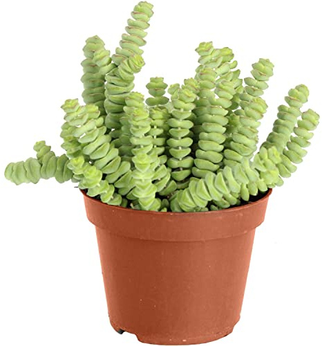 Crassula Marnieriana PREMIUM Planta Suculenta Collar de Jade