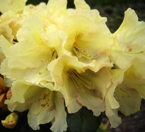 Rhododendron Hybride  Buffalo  Großblumige Alpenrose 40-50 cm hoch