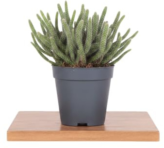 DECOALIVE | Rhipsalis Baccifera Horrida Cactus Colgante Cactus Vivo para Espacios Luminosos Maceta 9 cm Altura 10 cm