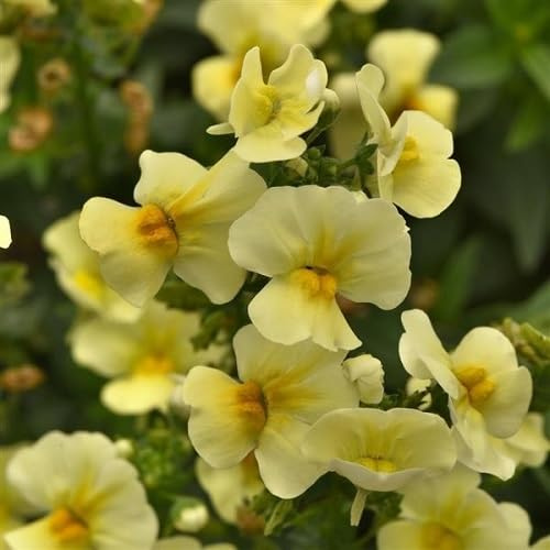 100pcs Nemesia Flower Seeds