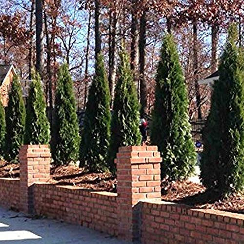 semi di cipresso - giardino roccioso resistenti decorazione soggiorno appartamento esotiche vecchie varietà 100pcs