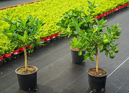 gruenwaren jakubik gruenwaren jakubik echte Caipi Limette Limettenbaum Citrus Lime 75-90 cm Zitruspflanze