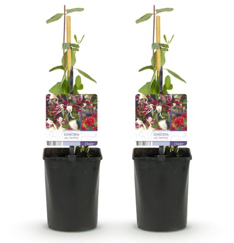 GreenboutiQ - Geißblatt - Lonicera Serotina - Blüte Rosa mit Weiß - Wenig Pflege - 2 Pflanzen - Topf 11cm Höhe 40cm