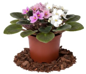 DECOALIVE Saintpaulia Ionantha Violeta Africana Maceta Redonda de 12 cm Altura 20 cm Planta Natural Decorativa