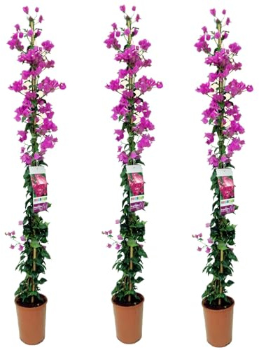 Buganvilla en tutor Planta Natural Trepadora Lila, Pack 3 plantas