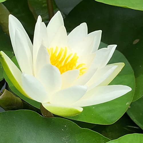 Lotus, Rareza Multicolor, Floración Continua, Rizomás de Lirio de Estanque, Muy Exclusivo, Multicolor de Alta Rendimiento, Magia de la Naturaleza, Rizomás Resistente al Invierno, 30 piezas
