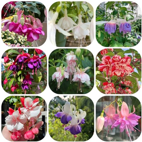 fuchsien, blumenwiese steingartenpflanzen winterhart fuchsiensamen blumenwiese mehrjährig, herbst deko blumensamen balkon, winterharte kübelpflanzen 400pcs